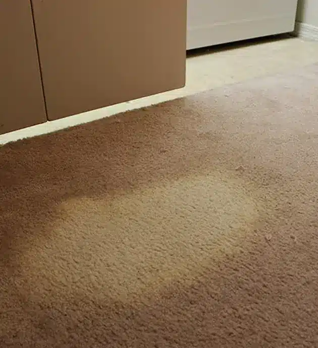 Bleach Contaminated Carpets