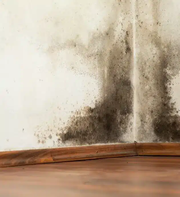 A corner of a room showing significant black and brown mold growth spreading across the white wall and into the corner, with visible moisture damage and deterioration. The wooden baseboard at the bottom of the wall appears unaffected while the wall above displays extensive fungal colonies. This image illustrates typical mold problems found in damp indoor environments with poor ventilation.